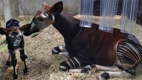 Zoo announces birth of rare baby Okapi .